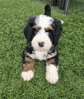 Brigitte Bardot, a female Bernedoodle for sale in Knoxville, TN – 3 of 7