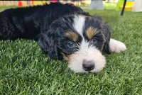 Audrey Hepburn, a female Bernedoodle for sale in Knoxville, TN – 6 of 10