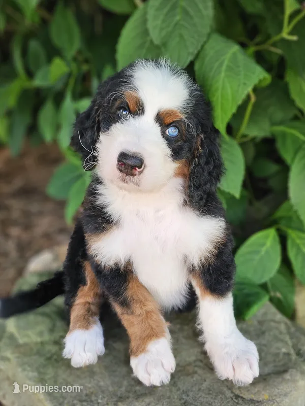 John Wayne-blue eye – Bernedoodle puppy for sale in Knoxville, TN