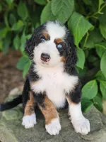 John Wayne-blue eye, a male Bernedoodle for sale in Knoxville, TN – 1 of 10