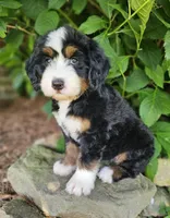 Audrey Hepburn, a female Bernedoodle for sale in Knoxville, TN – 9 of 10