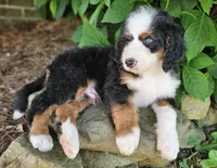 John Wayne-blue eye, a male Bernedoodle for sale in Knoxville, TN – 6 of 10