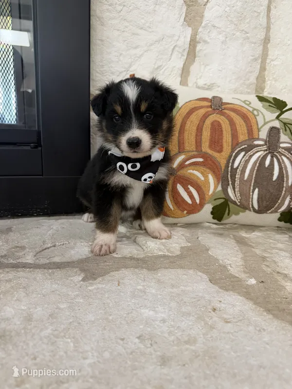 Black Tri Male # 2  – Australian Shepherd puppy for sale in Devine, TX