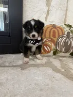 Black Tri Male # 2 , a male Australian Shepherd for sale in Devine, TX – 1 of 3