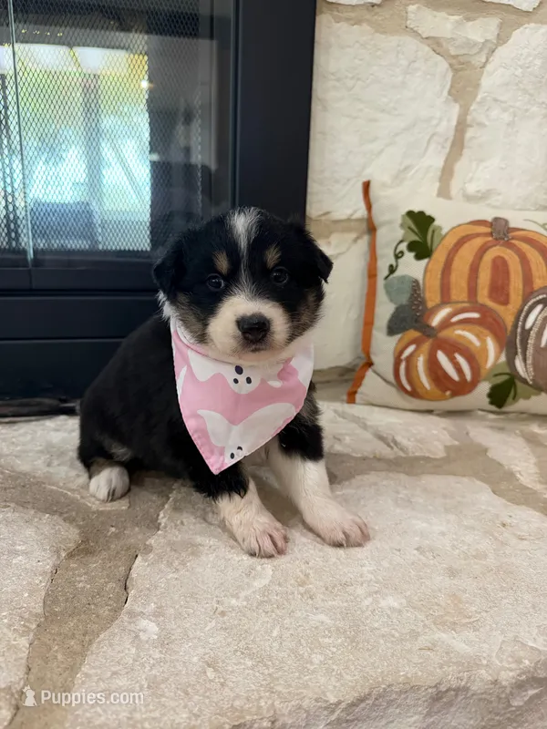 Black Tri Female  – Australian Shepherd puppy for sale in Devine, TX