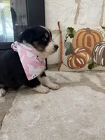 Black Tri Female , a female Australian Shepherd for sale in Devine, TX – 3 of 3