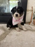 Black Tri Female , a female Australian Shepherd for sale in Devine, TX – 2 of 3