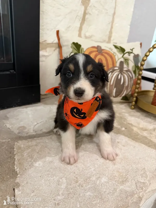 Black Tri  – Australian Shepherd puppy for sale in Devine, TX