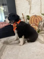 Black Tri , a male Australian Shepherd for sale in Devine, TX – 3 of 3