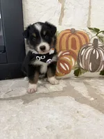 Black Tri Male # 2 , a male Australian Shepherd for sale in Devine, TX – 3 of 3