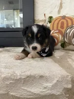 Black Tri Male # 2 , a male Australian Shepherd for sale in Devine, TX – 2 of 3