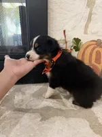 Black Tri , a male Australian Shepherd for sale in Devine, TX – 2 of 3