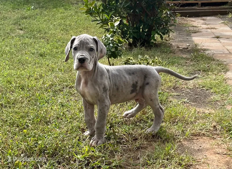 Riot – Great Dane puppy for sale in Canton, OH