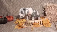 Rebel , a female Great Dane for sale in Lynchburg, VA – 2 of 3
