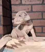 Reign , a female Great Dane for sale in Lynchburg, VA – 2 of 2