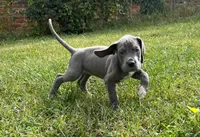 Peace, a female Great Dane for sale in Canton, OH – 3 of 3
