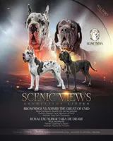 Peace, a female Great Dane for sale in Lynchburg, VA – 2 of 5