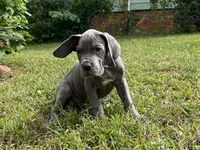 Era, a female Great Dane for sale in Canton, OH – 2 of 2