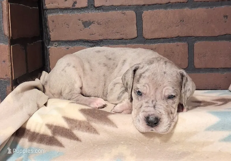 Reign  – Great Dane puppy for sale in Lynchburg, VA