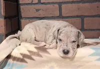 Reign , a female Great Dane for sale in Lynchburg, VA – 1 of 2