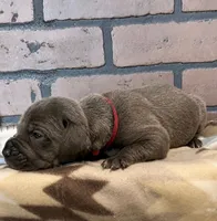 Peace, a female Great Dane for sale in Lynchburg, VA – 4 of 5