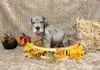 Riot, a male Great Dane for sale in Canton, OH – 3 of 3