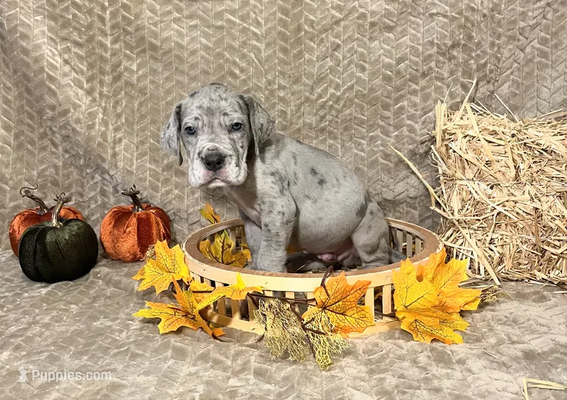 Riot – Great Dane puppy for sale in Lynchburg, VA