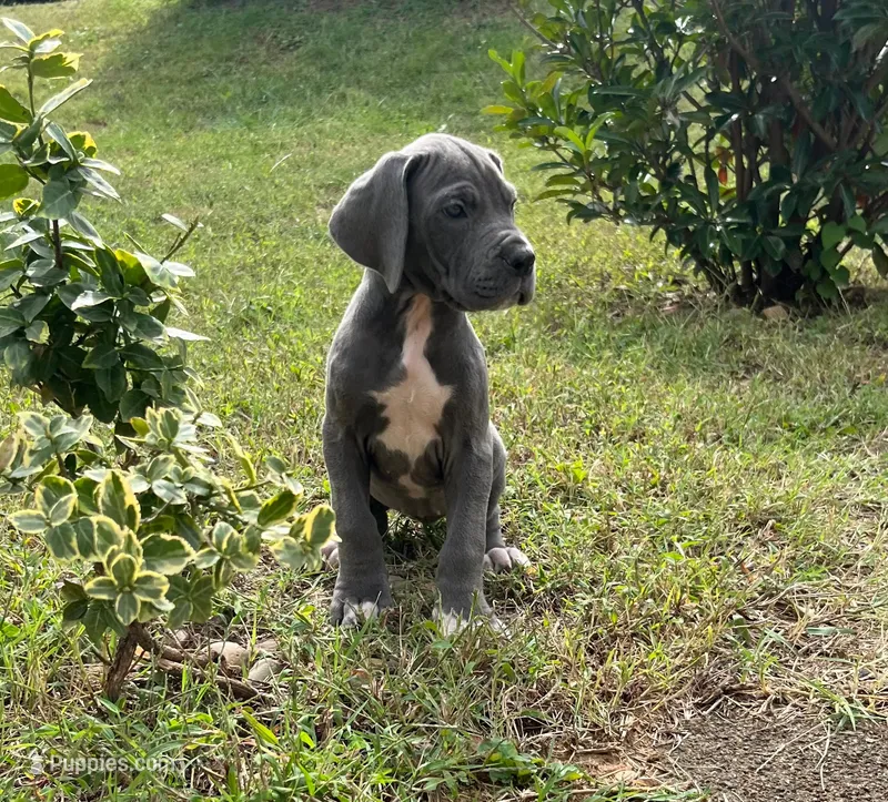 Peace – Great Dane puppy for sale in Canton, OH