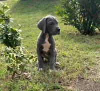 Peace, a female Great Dane for sale in Canton, OH – 1 of 3