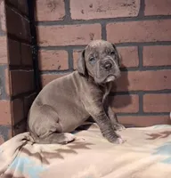 Authority , a female Great Dane for sale in Lynchburg, VA – 2 of 2