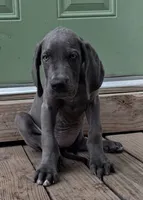 Rose, a female Great Dane for sale in Lynchburg, VA – 3 of 3