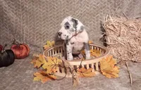 Rebel , a female Great Dane for sale in Lynchburg, VA – 3 of 3