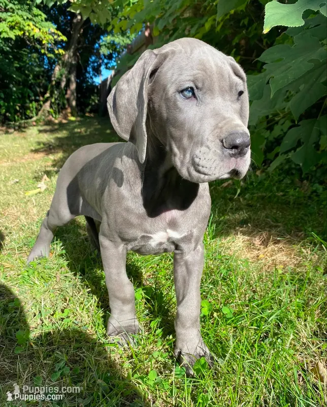 Era – Great Dane puppy for sale in Lynchburg, VA