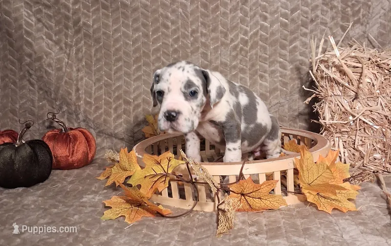 Rebel  – Great Dane puppy for sale in Lynchburg, VA