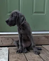 Rose, a female Great Dane for sale in Lynchburg, VA – 1 of 3