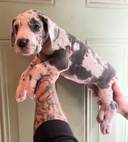 Rebel , a female Great Dane for sale in Lynchburg, VA – 2 of 2