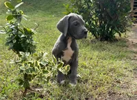 Peace, a female Great Dane for sale in Canton, OH – 2 of 3