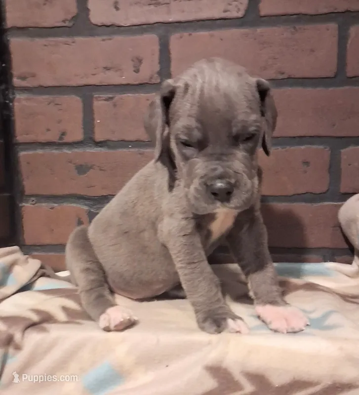 Peace – Great Dane puppy for sale in Lynchburg, VA