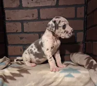 Rampage , a female Great Dane for sale in Lynchburg, VA – 2 of 2
