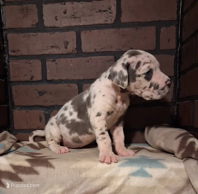 Rampage  – Great Dane puppy for sale in Lynchburg, VA