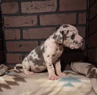Rampage , a female Great Dane for sale in Lynchburg, VA – 1 of 2