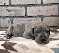 Peace, a female Great Dane for sale in Lynchburg, VA – 5 of 5