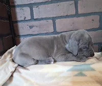 Era, a female Great Dane for sale in Lynchburg, VA – 2 of 2