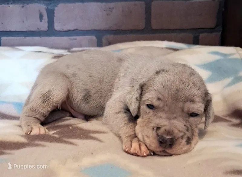 Riot – Great Dane puppy for sale in Lynchburg, VA