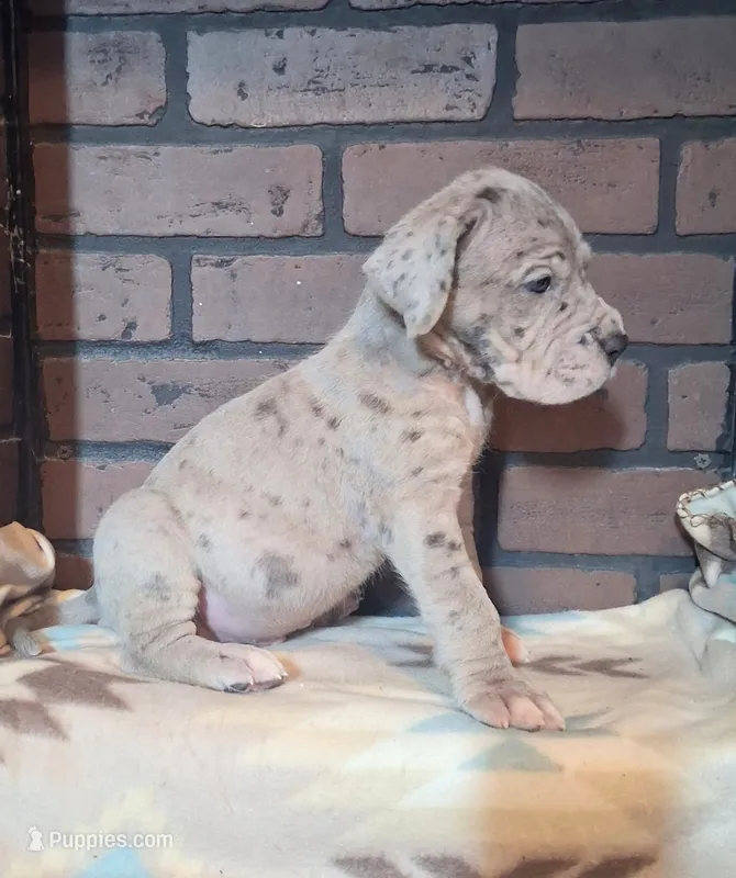 Riot – Great Dane puppy for sale in Lynchburg, VA