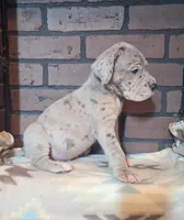 Riot, a male Great Dane for sale in Lynchburg, VA – 1 of 2
