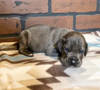 Peace, a female Great Dane for sale in Lynchburg, VA – 3 of 5