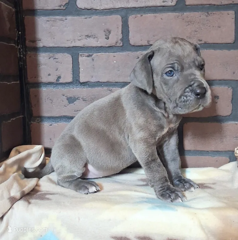 Era – Great Dane puppy for sale in Lynchburg, VA