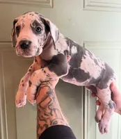 Rebel , a female Great Dane for sale in Lynchburg, VA – 1 of 2