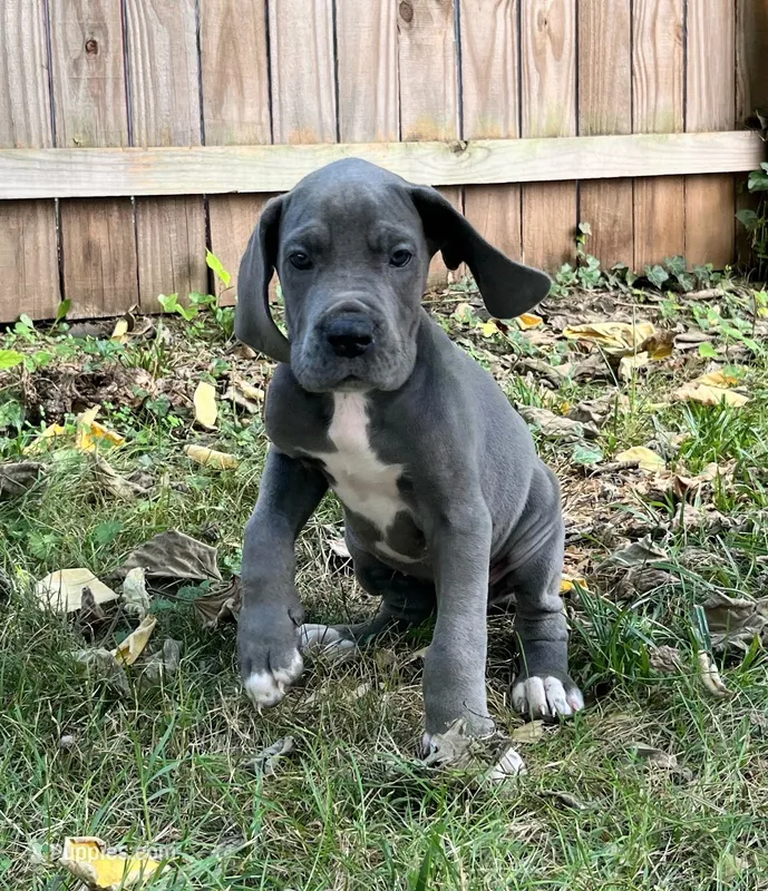 Peace – Great Dane puppy for sale in Lynchburg, VA